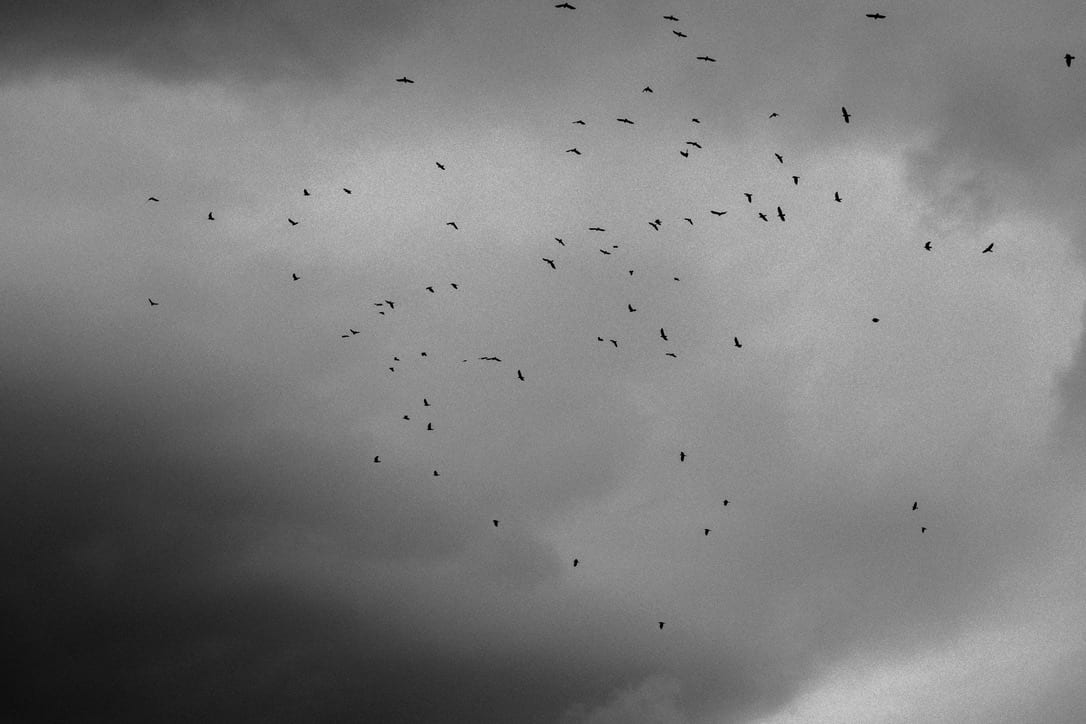 black and white photograph by mxlb, plate 15 — munzingen, germany