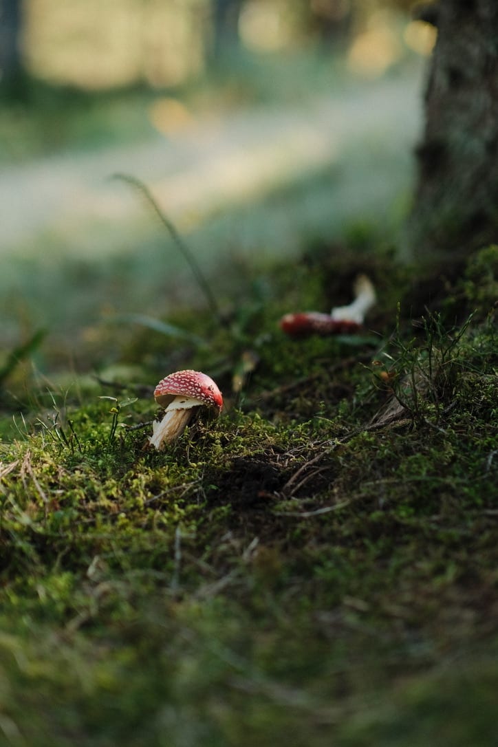 nature — color photograph by mxlb, plate 02 — feldberg, germany