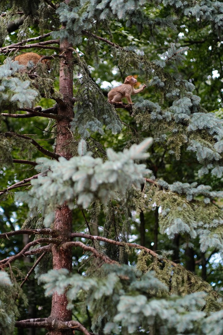 nature — color photograph by mxlb, plate 03 — kintzheim, france