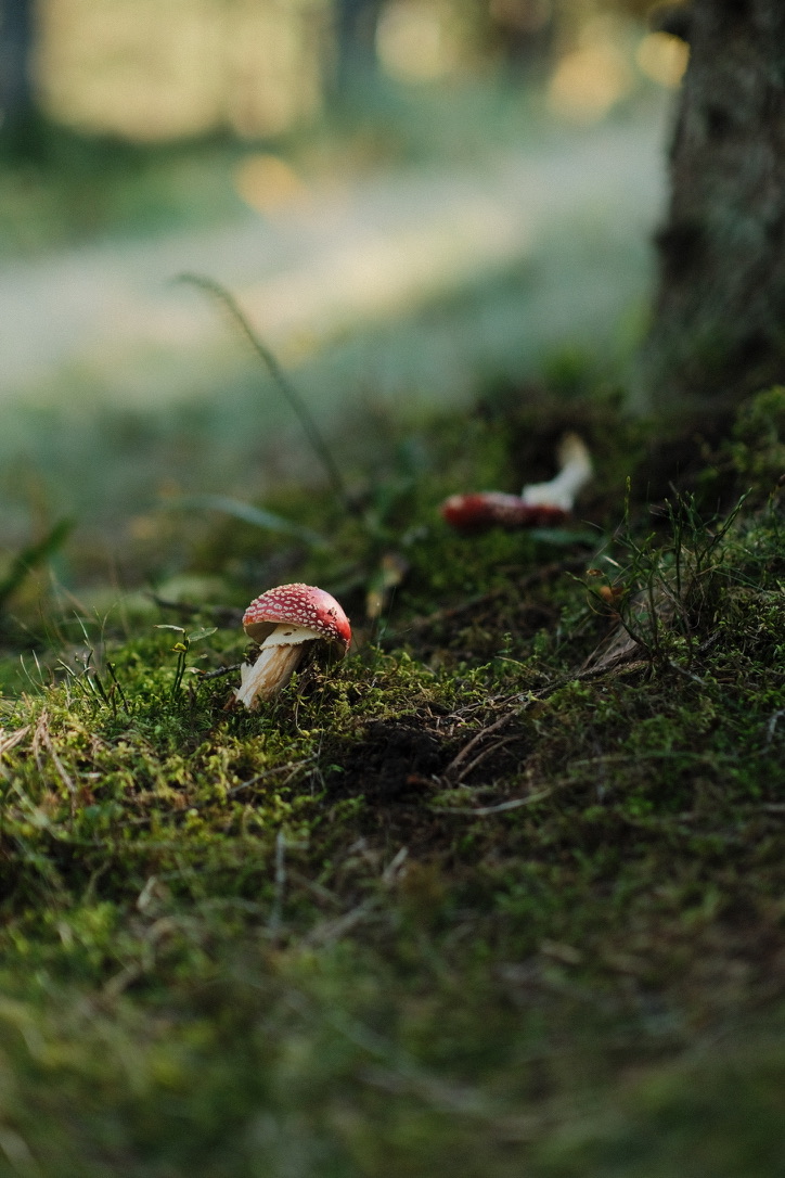 Nature photography by mxlb